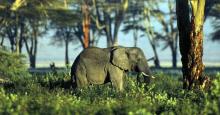 Gumti Wildlife Sanctuary