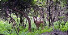 Balpakram National Park
