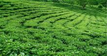 Durgabari Tea Garden