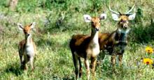 Keibul Lamjao National Park