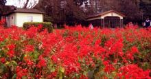 Lady Hydari Park