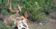 Laokhowa Wildlife Sanctuary 