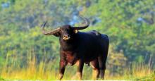Pobitora Wildlife Sanctuary