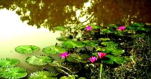 Tasek Lake 