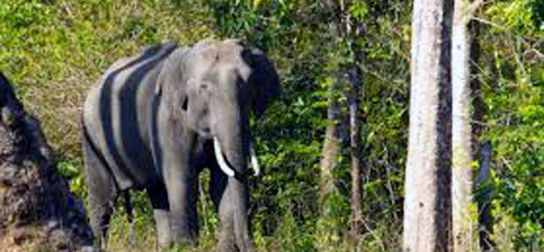 Nokrek National Park