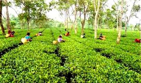 Tea Festival