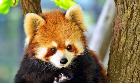 Nokrek National Park