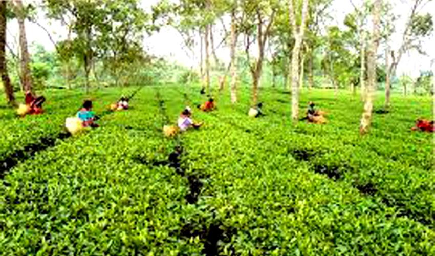 Tea Festival