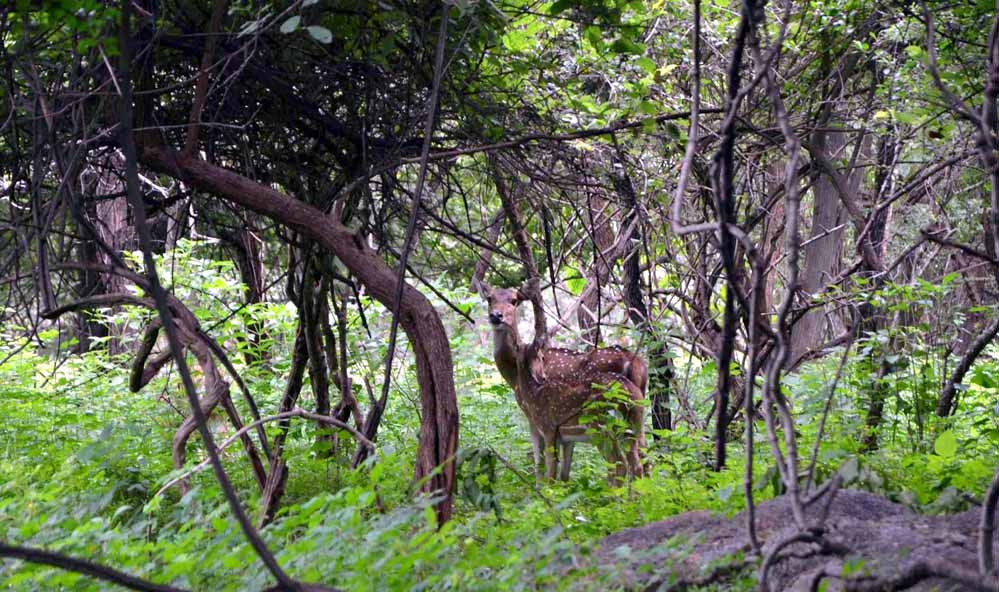 Balpakram National Park