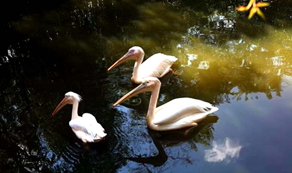 Lady Hydari Park