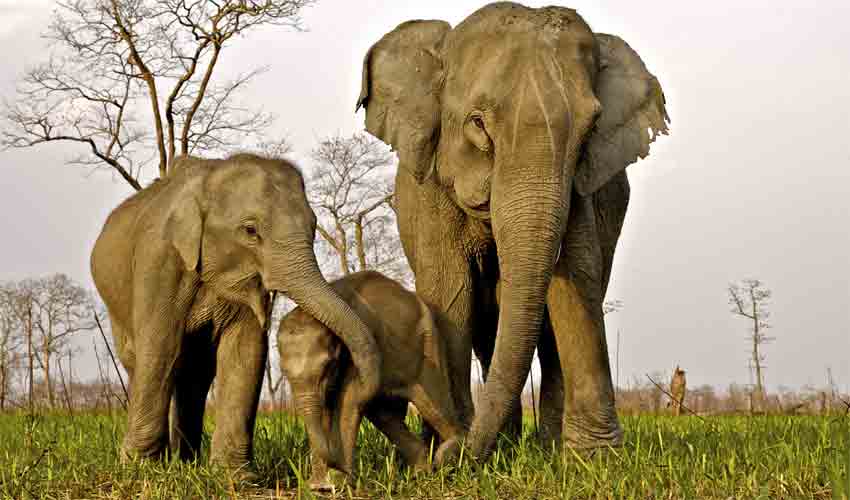 Kaziranga National Park 