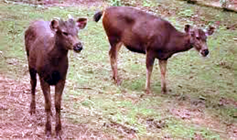 Lady Hydari Park