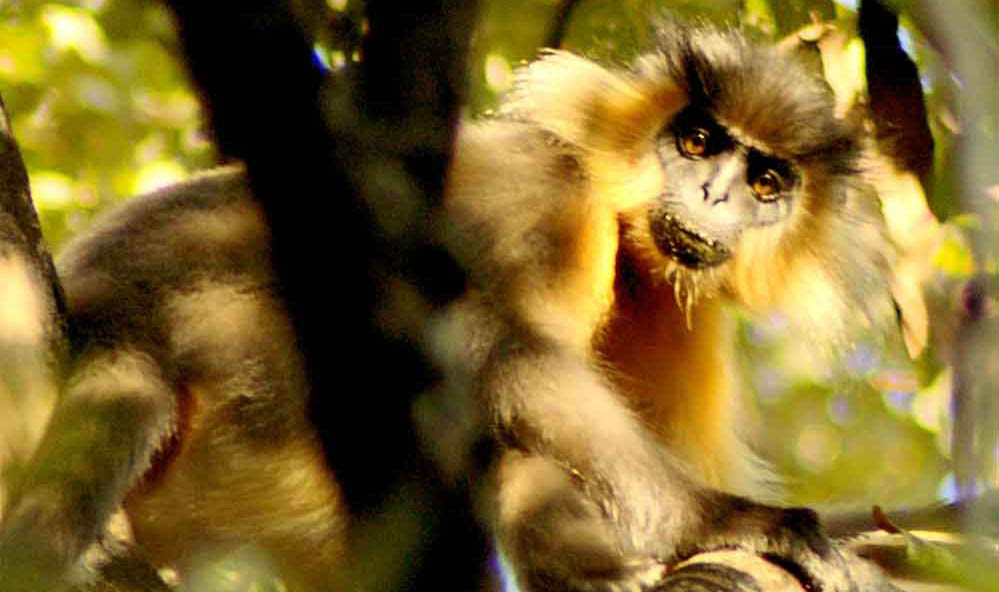 Manas National Park
