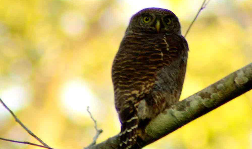 Manas National Park