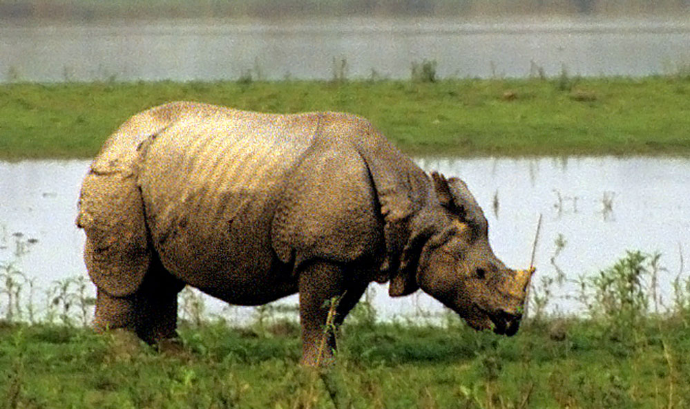 Orang National Park